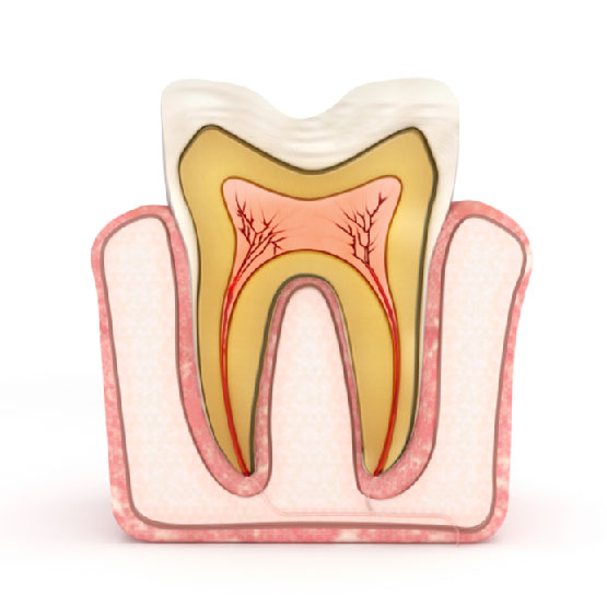 structure of root canal of teeth